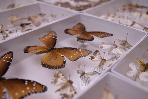 naturespace pinned butterflies