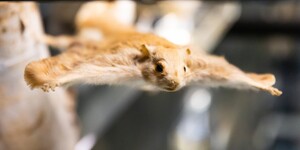 A taxidermied flying squirrel posed with its arms stretched out as if in flight.