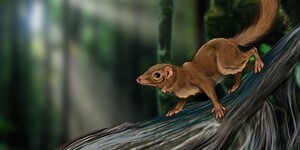 illustration of a common treeshrew climbing on a branch