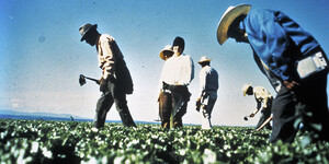 Farm workers in Arizona pick vegetables with short-handled hoes. 