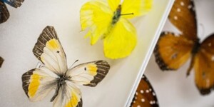 a photo of butterflies, part of the natural collection at NatureMaker