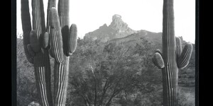 Photo of a saguaro cactus on McDowell Mountain from the McCulloch Bros. Photograph collection