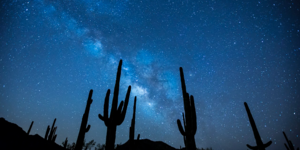 The milky way is visible in the sky behind tall cacti