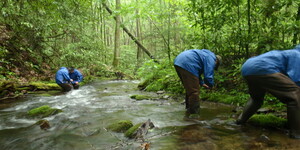 researchers in a creek bent over surrounded by trees