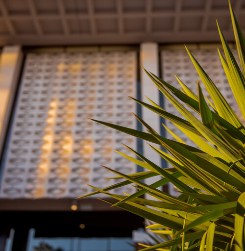 An agave plant glows in late afternoon sun with Hayden library behind.