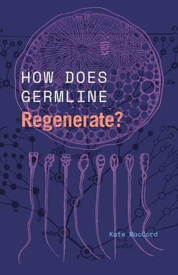 Purple illustration of germline cells regenerating