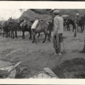 Mules with our supplies at Bright Angel [Oct. 1937]