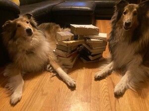 The author's innocent dogs near chewed books