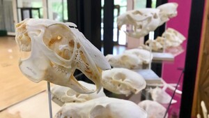 Several animal skulls on display in a case.