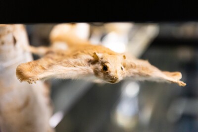 A taxidermied flying squirrel posed with its arms stretched out as if in flight.