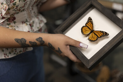 Person holding a monarch buttery specimen contained in a box