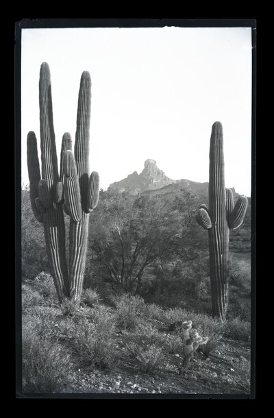 Photo of a saguaro cactus on McDowell Mountain from the McCulloch Bros. Photograph collection