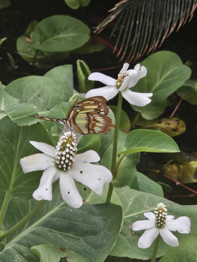 Butterfly with transparent wings on a white flower surrounded by green leaves.